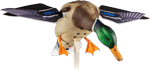 Avian X Powerflight Spinning (Options: WING MALLARD DECOY)