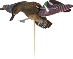 Avian X Powerflight Spinning (Options: WING HEN TEAL DECOY)